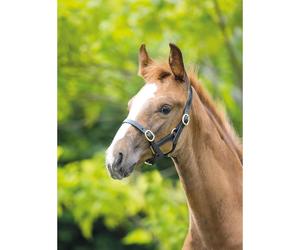 Blenheim Adjustable Havana Brown Leather Headcollar - Havana - Baby 1