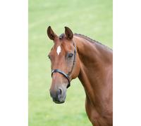 Velociti Gara Cavesson Noseband - Pony · Black