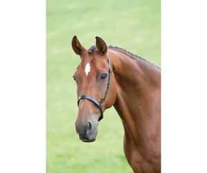 Blenheim Havana Brown Cavesson Noseband - Cob