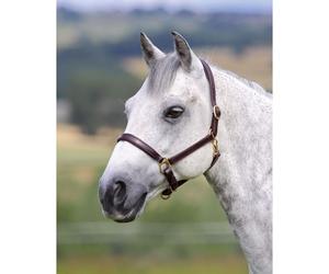 Blenheim Ragley Lined Leather Headcollar - Black - Full