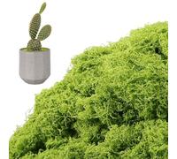 Bliceon 100g Fake Moss, Light Green Artificial Moss for Indoor Plant Pots, Sphagnum, Garden, Diy Crafts, Home Decoration