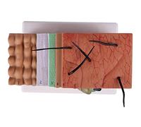 Blisfulhoks Skin Model, 50X Skin and Hair Structure Enlarge Model Anatomical Model Anatomy for Science Classroom Study Display Teaching Model