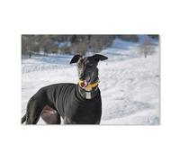 blobo 5D Diamond Painting,Black Greyhound,Diamond Painting Set Full Diamond Painting Adult Cross Stitch Kits(50x50cm)-B15