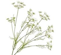 Blogiiup Pressed Flowers, 2PCS Queen Anne's Lace Flowers Plastic Dried Pressed Flowers with 5 Flower Heads, Pressed Flowers for Vase Bouquets Home Office