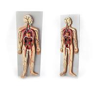 Blood Circulation Anatomical Model 90Cm Medical Human Blood Circulation System Model Visceral Heart Organ Vascular Arter