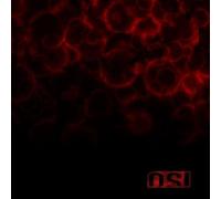 Blood (Digi pack with Bonus Disc Edition) by OSI (2009-05-19)