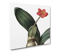 Blood Lily Flower by Pierre Joseph Redoute Canvas Print | Gallery Wrapped 30mm Frame Wall Art | 14x14 inches | Ready to Hang | Retro Floral Picture | Living Room Bedroom Lounge Office