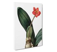 Blood Lily Flower by Pierre-Joseph Redoute Canvas Print | Gallery Wrapped 30mm Frame Wall Art | 30x20 inches | Ready to Hang | Modern Floral Picture | Living Room Bedroom Lounge Office