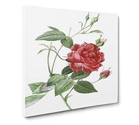Blood Red Bengal Rose by Pierre Joseph Redoute Canvas Print | Gallery Wrapped 30mm Frame Wall Art | 14x14 inches | Ready to Hang | Retro Floral Picture | Living Room Bedroom Lounge Office