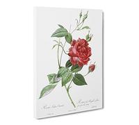 Blood Red Bengal Rose By Pierre Joseph Redoute Canvas Print | Gallery Wrapped 30mm Frame Wall Art | 24x16 inches | Ready to Hang | Retro Floral Picture | Living Room Bedroom Lounge Office