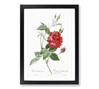 Blood-Red Bengal Rose by Pierre-Joseph Redoute Framed Print | A2 Black Framed Wall Art | Ready to Hang | Modern Floral Picture | Living Room Bedroom Lounge Office