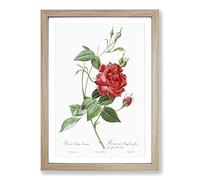 Blood-Red Bengal Rose by Pierre-Joseph Redoute Framed Print | A2 Oak Framed Wall Art | Ready to Hang | Modern Floral Picture | Living Room Bedroom Lounge Office