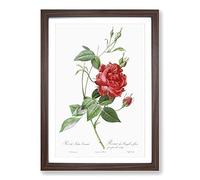 Blood-Red Bengal Rose by Pierre-Joseph Redoute Framed Print | A2 Walnut Framed Wall Art | Ready to Hang | Modern Floral Picture | Living Room Bedroom Lounge Office
