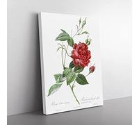 Blood Red Bengal Rose By Pierre Joseph Redoute Vintage Canvas Wall Art Print Ready to Hang, Framed Picture for Living Room Bedroom Home Office Décor, 50x35 cm (20x14 Inch)
