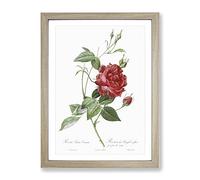 Blood Red Bengal Rose By Pierre Joseph Redoute Vintage Framed Print | A2 Oak Framed Wall Art | Ready to Hang | Classic Floral Picture | Living Room Bedroom Lounge Office