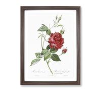Blood Red Bengal Rose By Pierre Joseph Redoute Vintage Framed Print | A3 Walnut Framed Wall Art | Ready to Hang | Classic Floral Picture | Living Room Bedroom Lounge Office