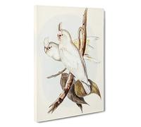Blood-stained Cockatoos by Elizabeth Gould Canvas Print | Gallery Wrapped 30mm Frame Wall Art | 30x20 inches | Ready to Hang | Contemporary Picture | Living Room Bedroom Lounge Office