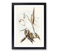 Blood-Stained Cockatoos by Elizabeth Gould Framed Print | A2 Black Framed Wall Art | Ready to Hang | Modern Nature Picture | Living Room Bedroom Lounge Office