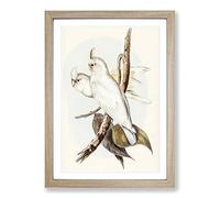 Blood-Stained Cockatoos by Elizabeth Gould Framed Print | A2 Oak Framed Wall Art | Ready to Hang | Modern Nature Picture | Living Room Bedroom Lounge Office