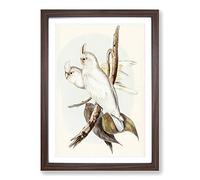 Blood-Stained Cockatoos by Elizabeth Gould Framed Print | A2 Walnut Framed Wall Art | Ready to Hang | Modern Nature Picture | Living Room Bedroom Lounge Office