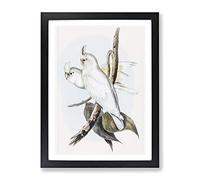 Blood Stained Cockatoos By Elizabeth Gould Vintage Framed Print | A2 Black Framed Wall Art | Ready to Hang | Classic Nature Picture | Living Room Bedroom Lounge Office