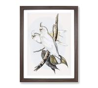 Blood Stained Cockatoos By Elizabeth Gould Vintage Framed Print | A2 Walnut Framed Wall Art | Ready to Hang | Classic Nature Picture | Living Room Bedroom Lounge Office