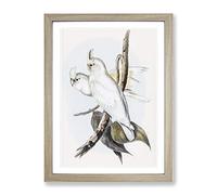Blood Stained Cockatoos By Elizabeth Gould Vintage Framed Print | A3 Oak Framed Wall Art | Ready to Hang | Classic Nature Picture | Living Room Bedroom Lounge Office