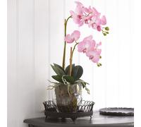 Bloom Artificial Pink Double Phalaenopsis Plant in Vase - Faux Fake Orchid Houseplant Floral Home Decoration - H60cm x W30cm Bloom Pink