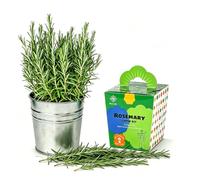 Bloom Life Rosemary Grow Kit, All-in-One Indoor Herb Garden Starter Kit with Conical Metal Planter, Complete Growing Set for Gardening Enthusiasts, Kitchen Windowsill