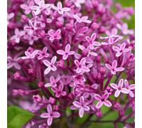 Bloomerang Dark Purple Repeat Flowering Lilac Shrub Plant Syringa 2L Pot Plant Theory Green One Size