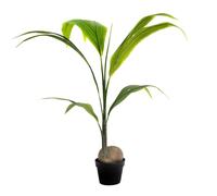 Blooming Artificial Coconut Palm Tree 110cm, Faux Indoor House Plant with Green Foliage in Black Pot, Home Office Decor
