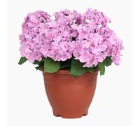 Blooming Artificial Hydrangea Patio Planter - Faux Pink Hydrangeas in Pot, No Watering, for Patio, Front Door & Garden (Pink, 55cm)