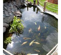 Blooming Fast Pond Clear Pro 2 Step Pack - Medium treats up to 20,000L