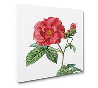Blooming French Roses by Pierre Joseph Redoute Canvas Print | Gallery Wrapped 30mm Frame Wall Art | 20x20 inches | Ready to Hang | Retro Floral Picture | Living Room Bedroom Lounge Office