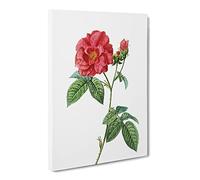 Blooming French Roses By Pierre Joseph Redoute Canvas Print | Gallery Wrapped 30mm Frame Wall Art | 30x20 inches | Ready to Hang | Retro Floral Picture | Living Room Bedroom Lounge Office