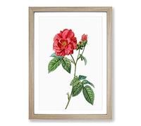 Blooming French Roses by Pierre-Joseph Redoute Framed Print | A2 Oak Framed Wall Art | Ready to Hang | French Nature Picture | Living Room Bedroom Lounge Office