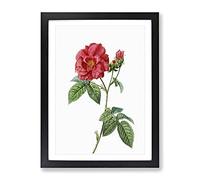 Blooming French Roses By Pierre Joseph Redoute Vintage Framed Print | A2 Black Framed Wall Art | Ready to Hang | French Nature Picture | Living Room Bedroom Lounge Office