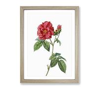 Blooming French Roses By Pierre Joseph Redoute Vintage Framed Print | A2 Oak Framed Wall Art | Ready to Hang | French Nature Picture | Living Room Bedroom Lounge Office