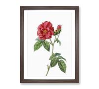 Blooming French Roses By Pierre Joseph Redoute Vintage Framed Print | A2 Walnut Framed Wall Art | Ready to Hang | French Nature Picture | Living Room Bedroom Lounge Office