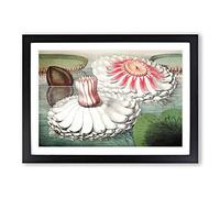 Blooming Gigantic Water Lily by William Sharp Framed Print | A2 Black Framed Wall Art | Ready to Hang | Modern Floral Picture | Living Room Bedroom Lounge Office