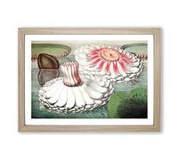 Blooming Gigantic Water Lily by William Sharp Framed Print | A2 Oak Framed Wall Art | Ready to Hang | Modern Floral Picture | Living Room Bedroom Lounge Office