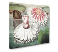 Blooming Gigantic Water Lily by William Sharp Vintage Canvas Wall Art Print Ready to Hang, Framed Picture for Living Room Bedroom Home Office Décor, 14x14 Inch (35x35 cm)