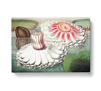 Blooming Gigantic Water Lily By William Sharp Vintage Canvas Wall Art Print Ready to Hang, Framed Picture for Living Room Bedroom Home Office Décor, 50x35 cm (20x14 Inch)