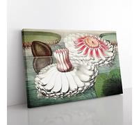 Blooming Gigantic Water Lily By William Sharp Vintage Canvas Wall Art Print Ready to Hang, Framed Picture for Living Room Bedroom Home Office Décor, 76x50 cm (30x20 Inch)