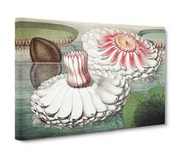 Blooming Gigantic Water Lily By William Sharp Vintage Canvas Wall Art Print Ready to Hang, Framed Picture for Living Room Bedroom Home Office Décor, 20x14 Inch (50x35 cm)