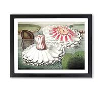 Blooming Gigantic Water Lily By William Sharp Vintage Framed Print | A3 Black Framed Wall Art | Ready to Hang | Classic Floral Picture | Living Room Bedroom Lounge Office
