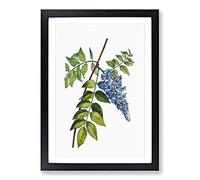 Blooming Kidney Bean Tree by Pierre-Joseph Redoute Framed Print | A2 Black Framed Wall Art | Ready to Hang | Modern Floral Picture | Living Room Bedroom Lounge Office