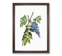 Blooming Kidney Bean Tree by Pierre-Joseph Redoute Framed Print | A2 Walnut Framed Wall Art | Ready to Hang | Modern Floral Picture | Living Room Bedroom Lounge Office