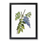 Blooming Kidney Bean Tree By Pierre Joseph Redoute Vintage Framed Print | A3 Black Framed Wall Art | Ready to Hang | Classic Floral Picture | Living Room Bedroom Lounge Office