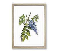 Blooming Kidney Bean Tree By Pierre Joseph Redoute Vintage Framed Print | A4 Oak Framed Wall Art | Ready to Hang | Classic Floral Picture | Living Room Bedroom Lounge Office